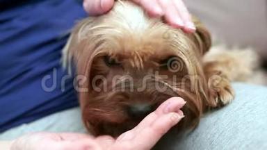 一个女人坐在沙发上抚摸一只舒缓的约克郡猎犬。 小狗舔手。 特写